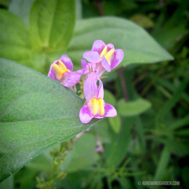 Wildflowers