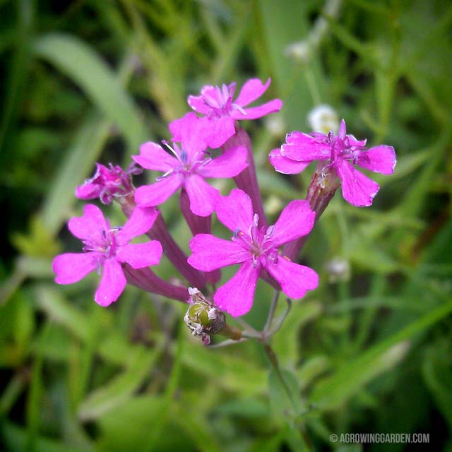 WildFlowers