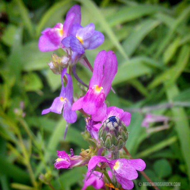 Wildflowers