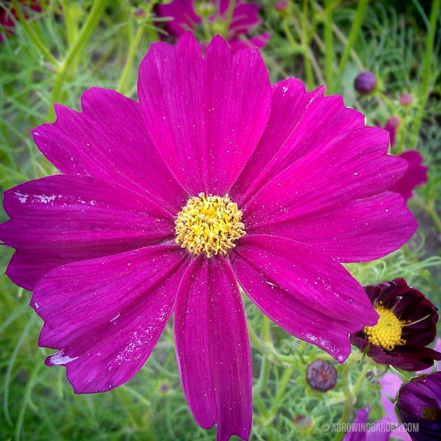 Growing Wildflowers