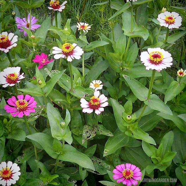 Zinnias and Wildflowers