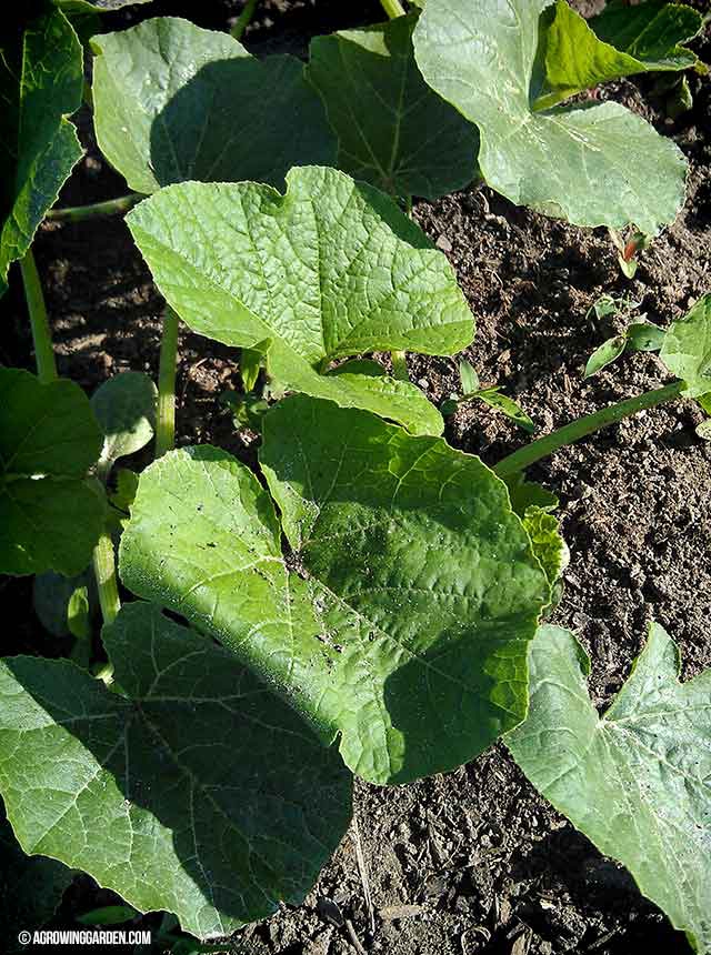 Winter Squash