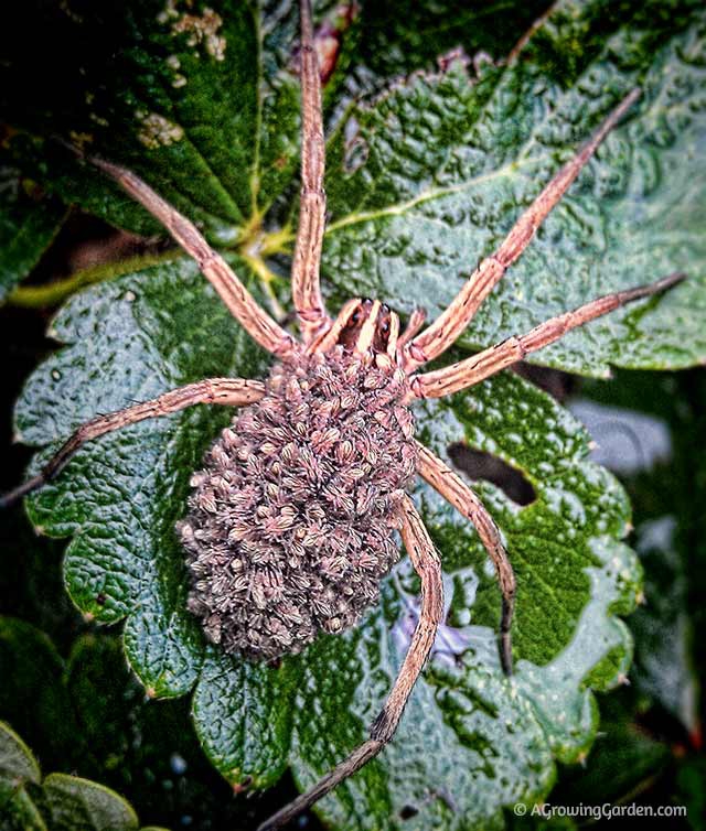 Wolf Spider with Babies on Her Back