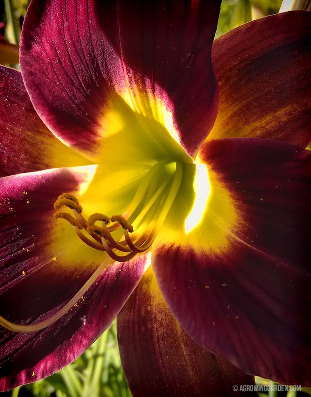 Deep Red Daylilies - Woodside Ruby