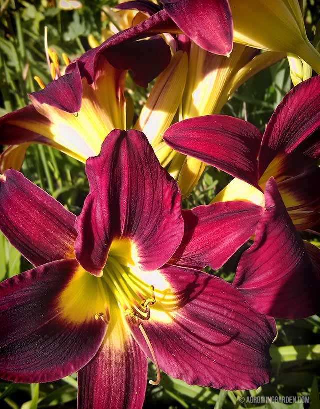 Woodside Ruby Daylily