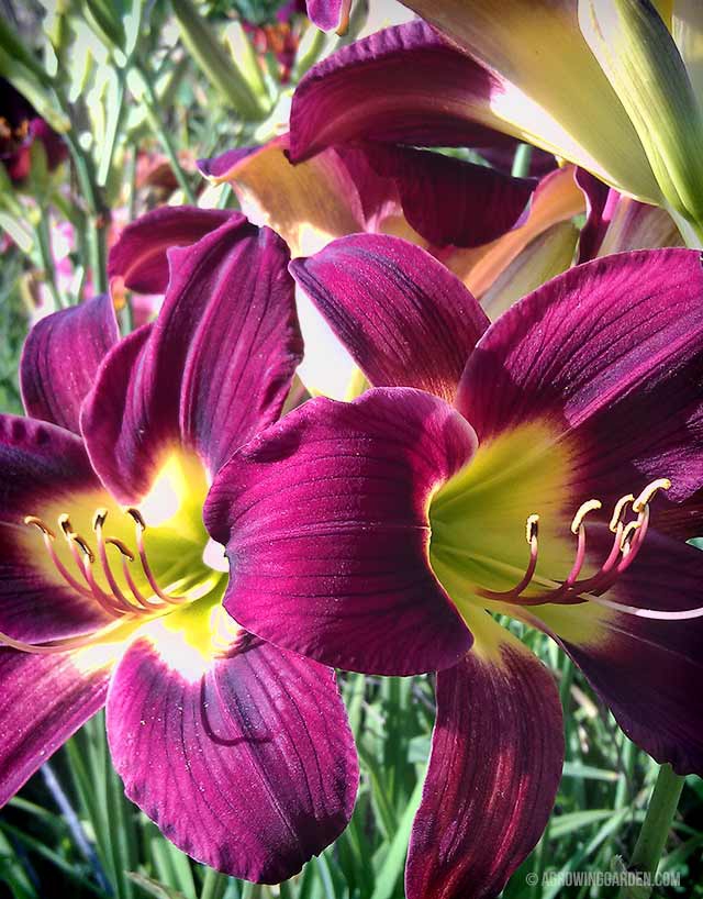 Woodside Ruby Hemerocallis