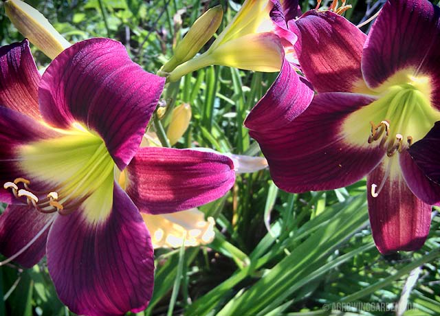 Deep Red Hemerocallis Flowers