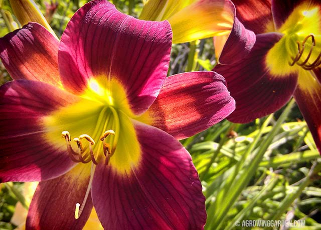 Red Daylily Flowers - Hemerocallis Woodside Ruby