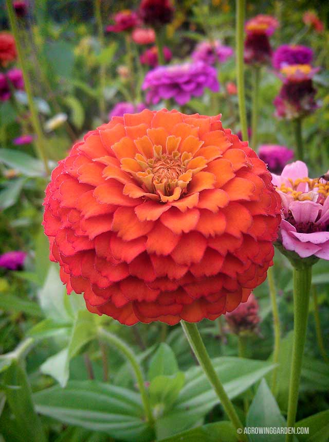 Zinnia Flowers