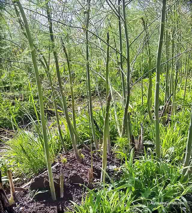 Asparagus Ferns