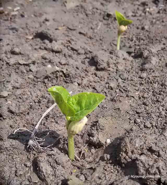 Black Eyed Peas growing in garden