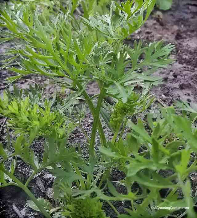 Carrots growing in garden