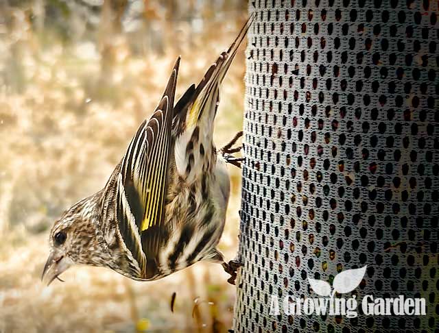 Invasion of the Pine Siskins