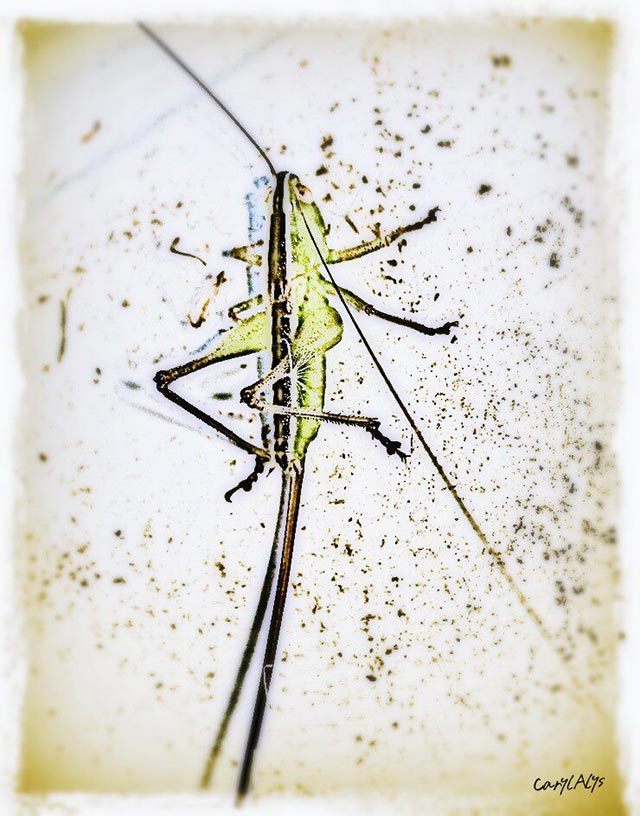 Grasshopper Art