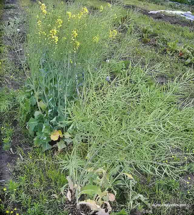 Kale going to seed