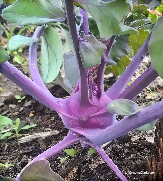 Kohlrabi growing in the garden