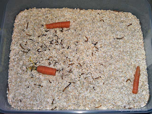Growing Mealworms for Birds