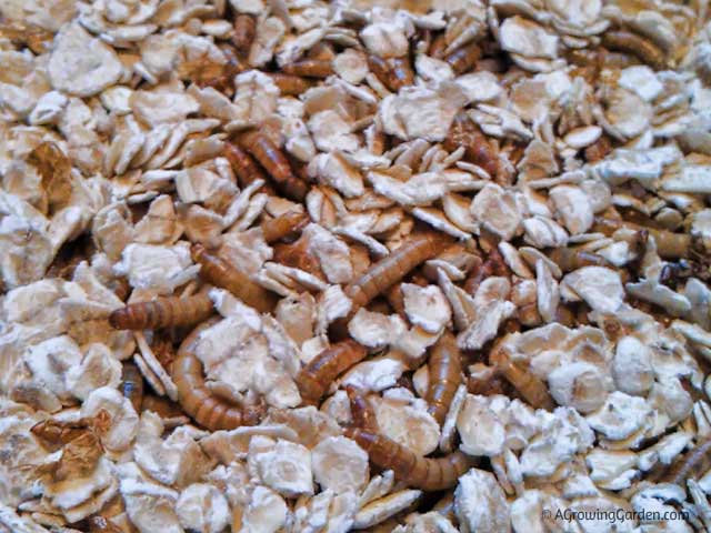 How To Start A Mealworm Farm: A Comprehensive Guide For Beginners -  Heritage Acres Market LLC