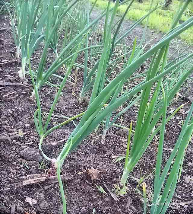 Onions growing in garden