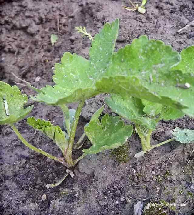 Parsnips growing in garden