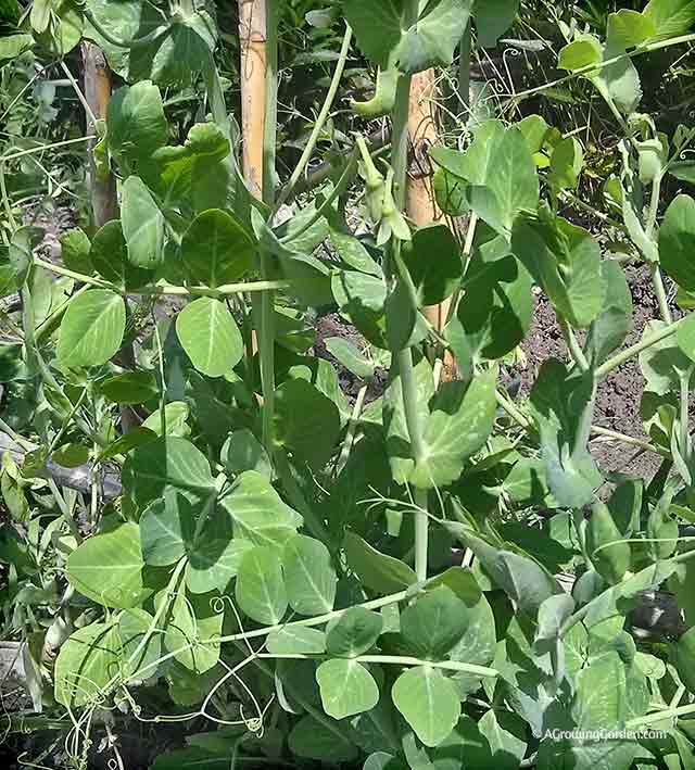 Peas growing on a trellis