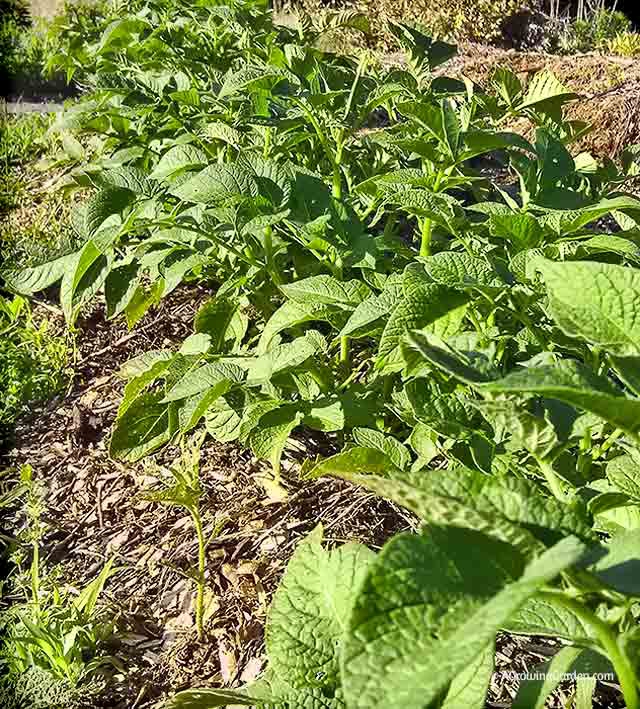 Potatos growing in garden