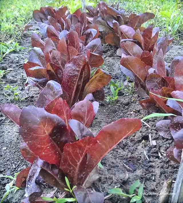 Red Romaine Lettuce growing in garden