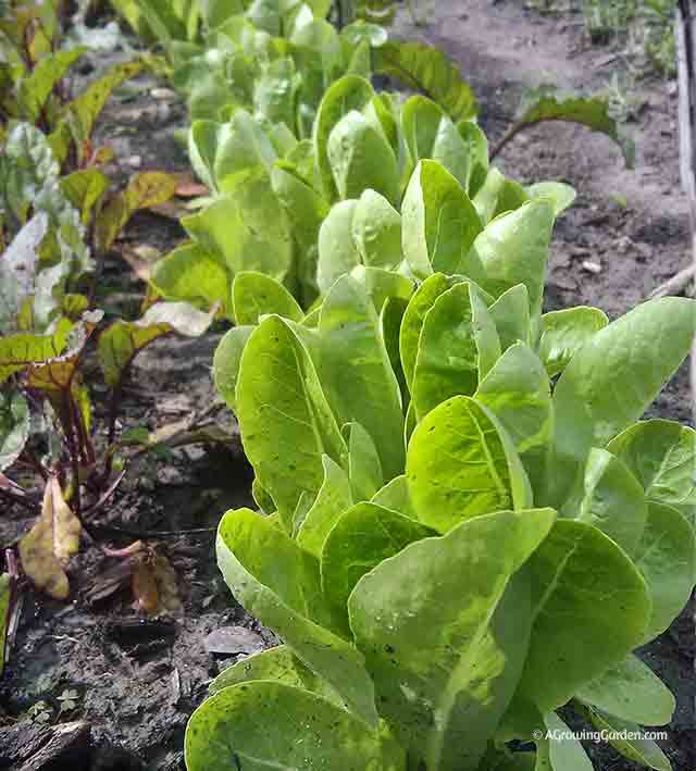 Romain Lettuce