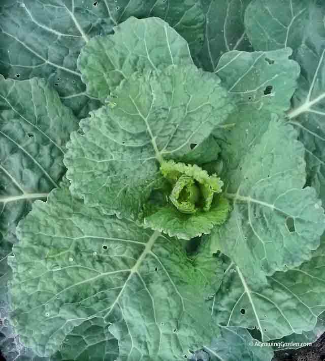 Savoy Cabbage