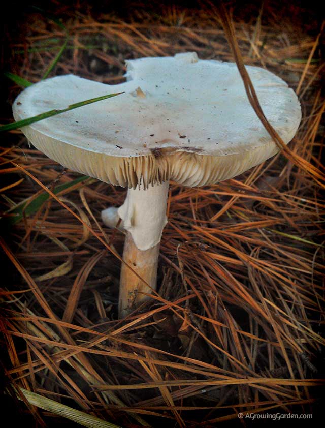 Wild Mushrooms