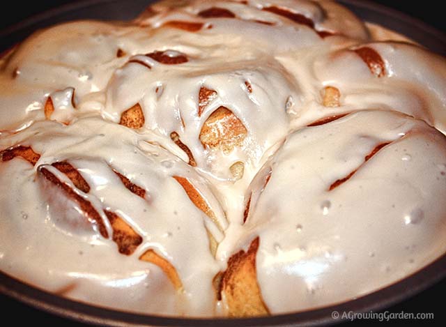 Cinnamon Buns