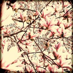 Our Beautiful Magnolia Tree