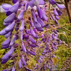 Purple Wisteria