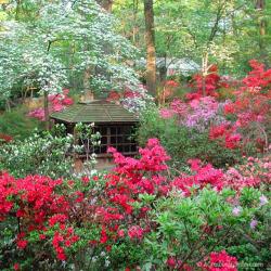 Growing Azaleas & Missing our Northern Virginia Yard a Bit ....