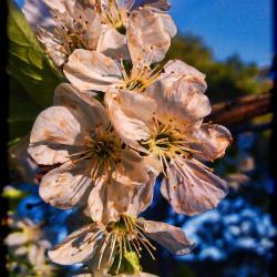 Apple Blossoms! Can You Smell Them?