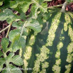 Watermelon Out the Wazoo!