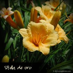 Stella de Oro Daylily vs Happy Returns Daylily