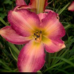 Sand Pebbles Daylily