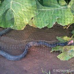 When Netting Can be Bad for a Garden