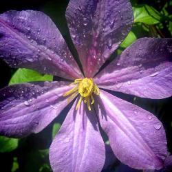 How to Grow Clematis