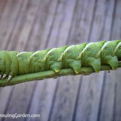 Tomato Hornworms & Tobacco Hornworms, Oh My!