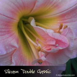 Siloam Double Classic Daylily