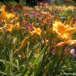 A Daylily Tour!