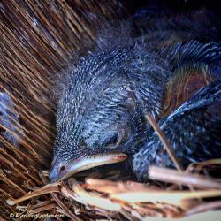 Bluebird Babies and a Fawn