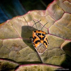 Harlequin Bugs