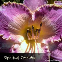 Spiritual Corridor Daylily