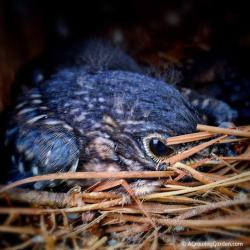 Bluebird Babies - 14 Days Old