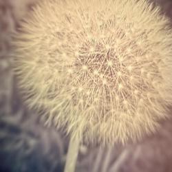 A Dandelion Farmer