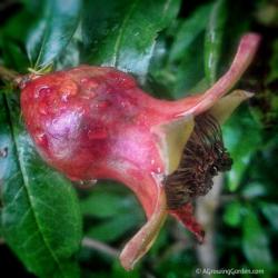 Growing Pomegranates