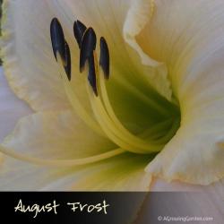 August Frost Daylily